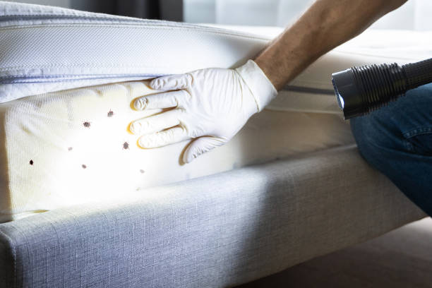 Best Residential Pest Control  in Willow Creek, CA