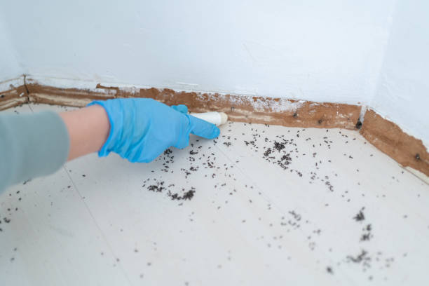 Best Pest Control Cost  in Willow Creek, CA